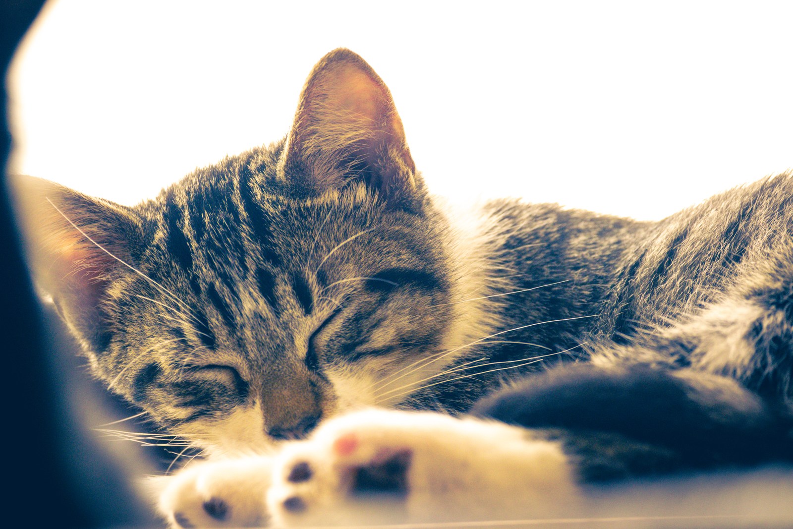 animals, calm, cat, mario wilde, texture, warm light