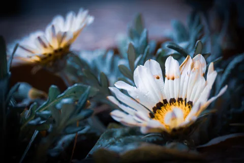 calm, flowers, muted colours, nature, solitude, texture