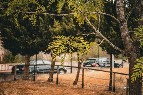 calm, forest, muted colours, nature, texture