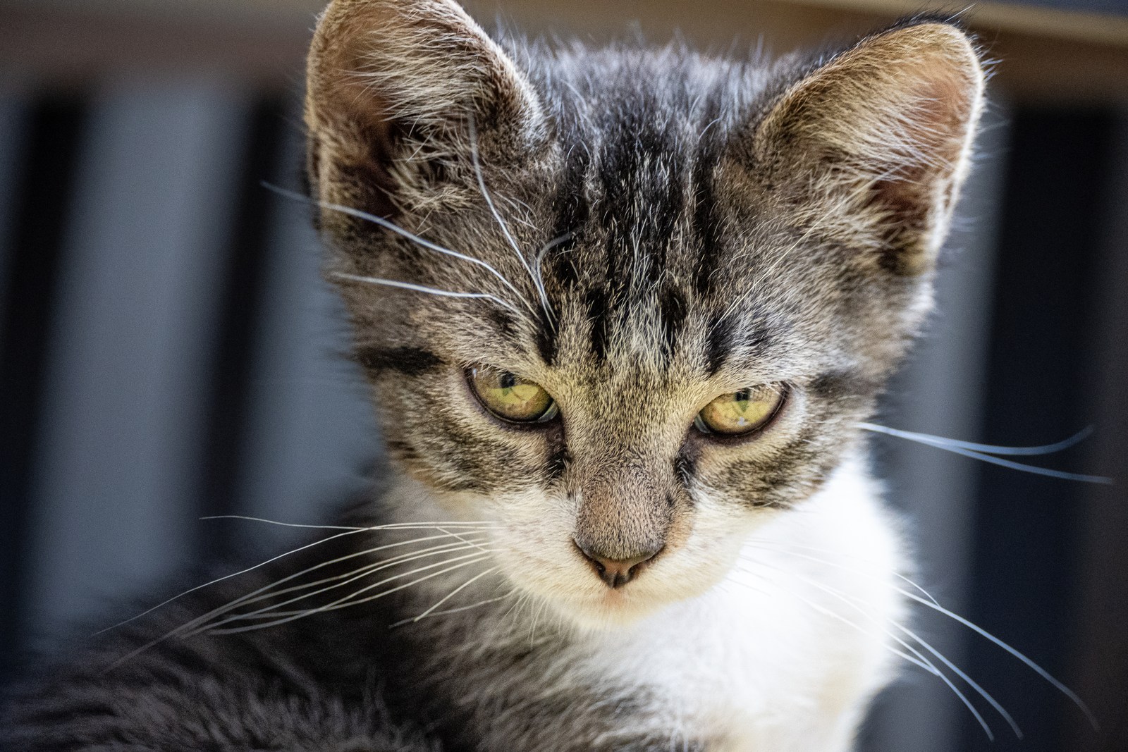 animals, calm, cat, mario wilde, portrait, texture