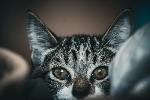 animals, calm, cat, mario wilde, muted colours, portrait, texture