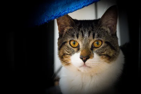 animals, calm, cat, mario wilde, texture