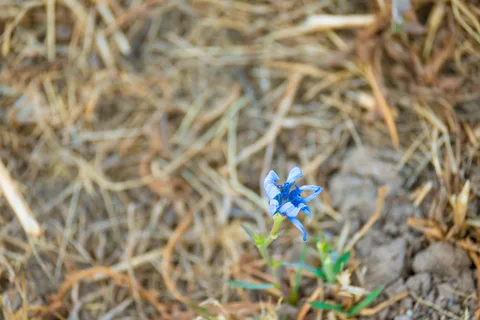 calm, flower, nature, texture