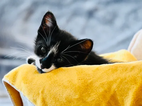 andrew wilde, animals, calm, cat, texture, warm light