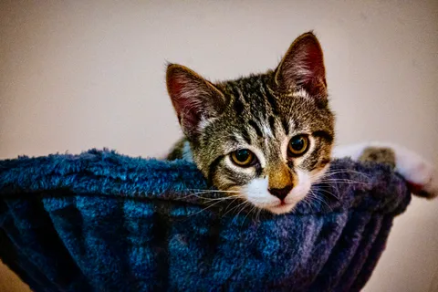 animals, calm, cat, mario wilde, portrait, texture, warm light