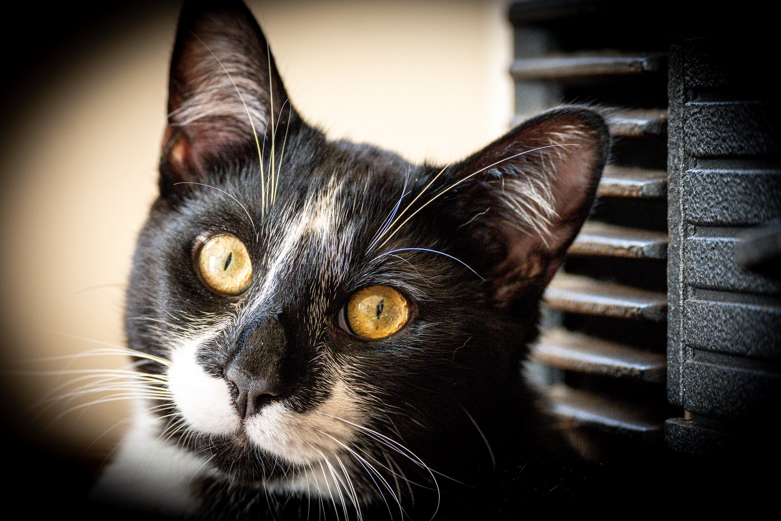 andrew wilde, animals, calm, cat, texture, warm light