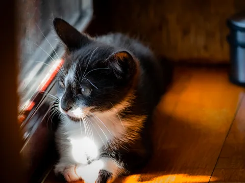 andrew wilde, animals, calm, cat, texture, warm light