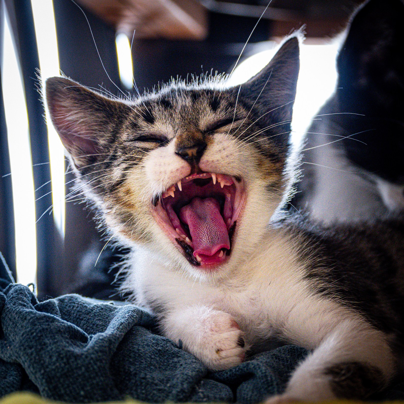 animals, cat, mario wilde, playfulness, texture