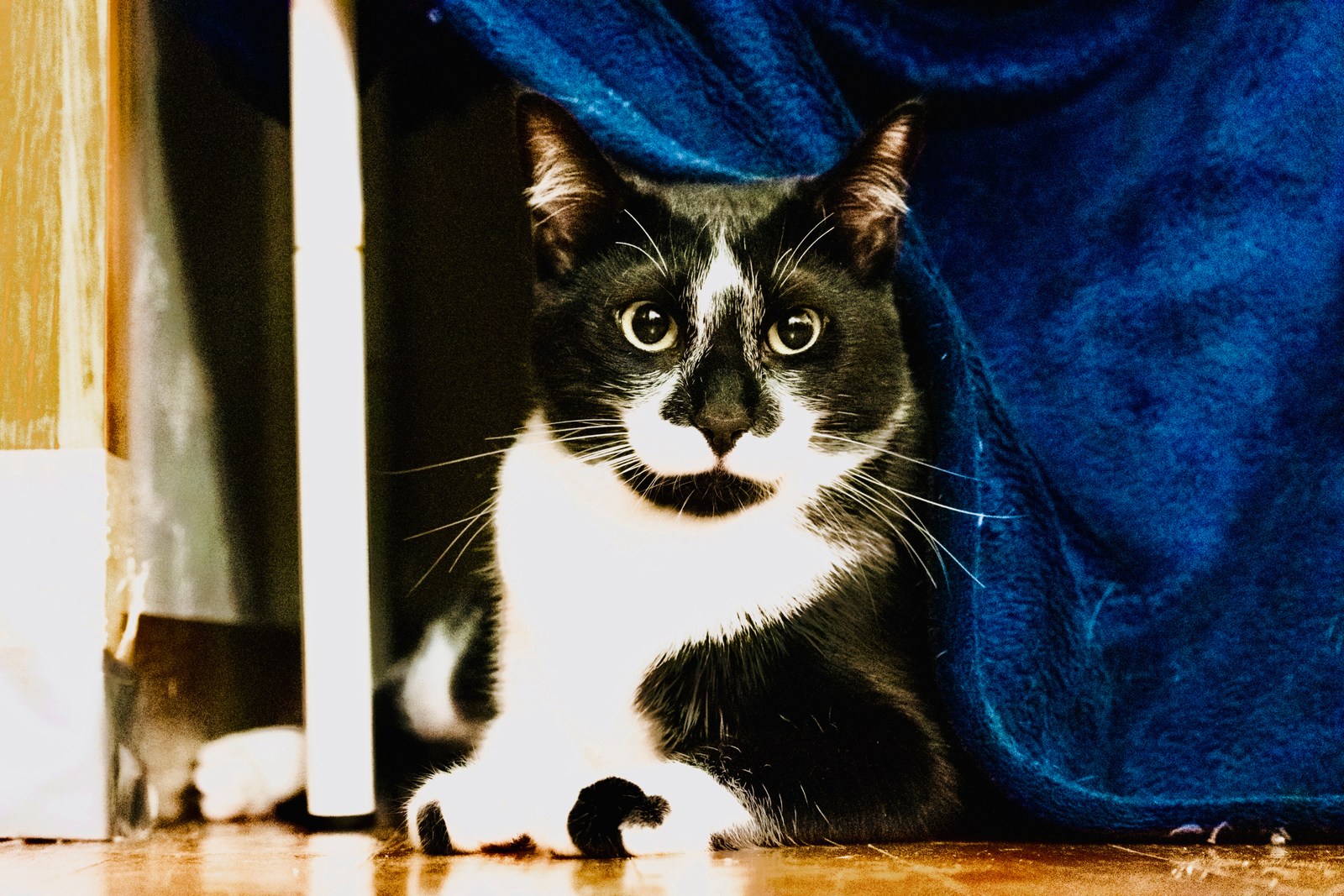 andrew wilde, animals, calm, cat, texture, warm light