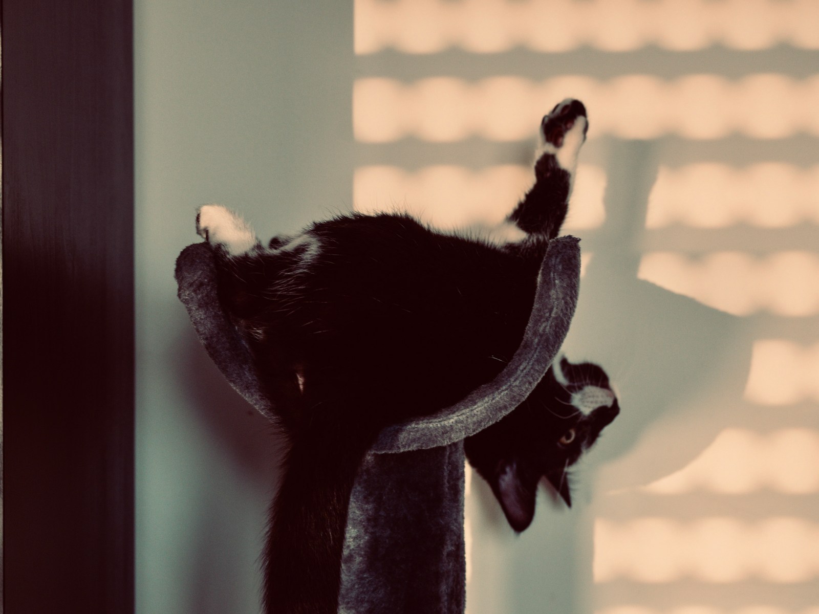 andrew wilde, animals, cat, muted colours, playfulness, shadow, texture, warm light
