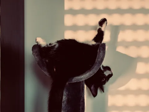 andrew wilde, animals, cat, muted colours, playfulness, shadow, texture, warm light