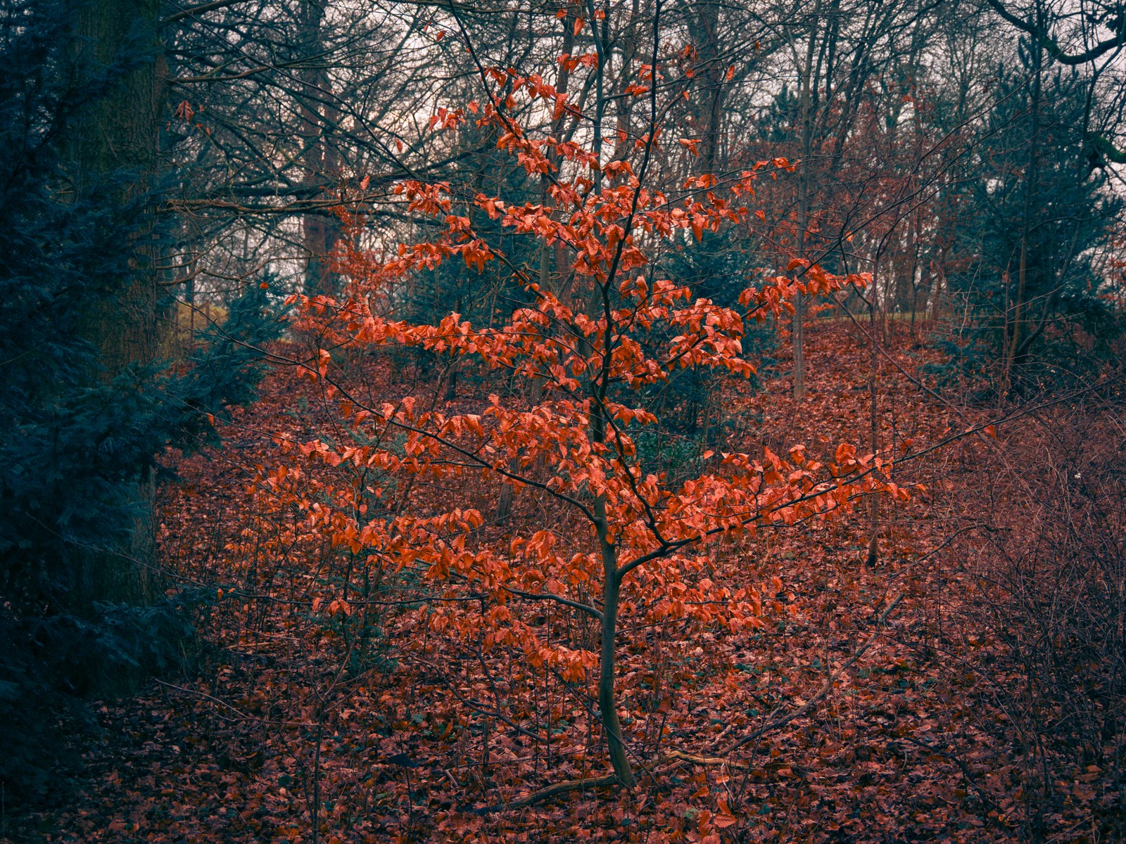 calm, forest, muted colours, nature, solitude, texture