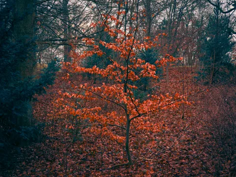 calm, forest, muted colours, nature, solitude, texture