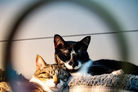 andrew wilde, animals, calm, cat, mario wilde, muted colours, texture, warm light