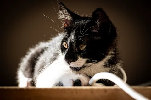 andrew wilde, animals, calm, cat, texture, warm light