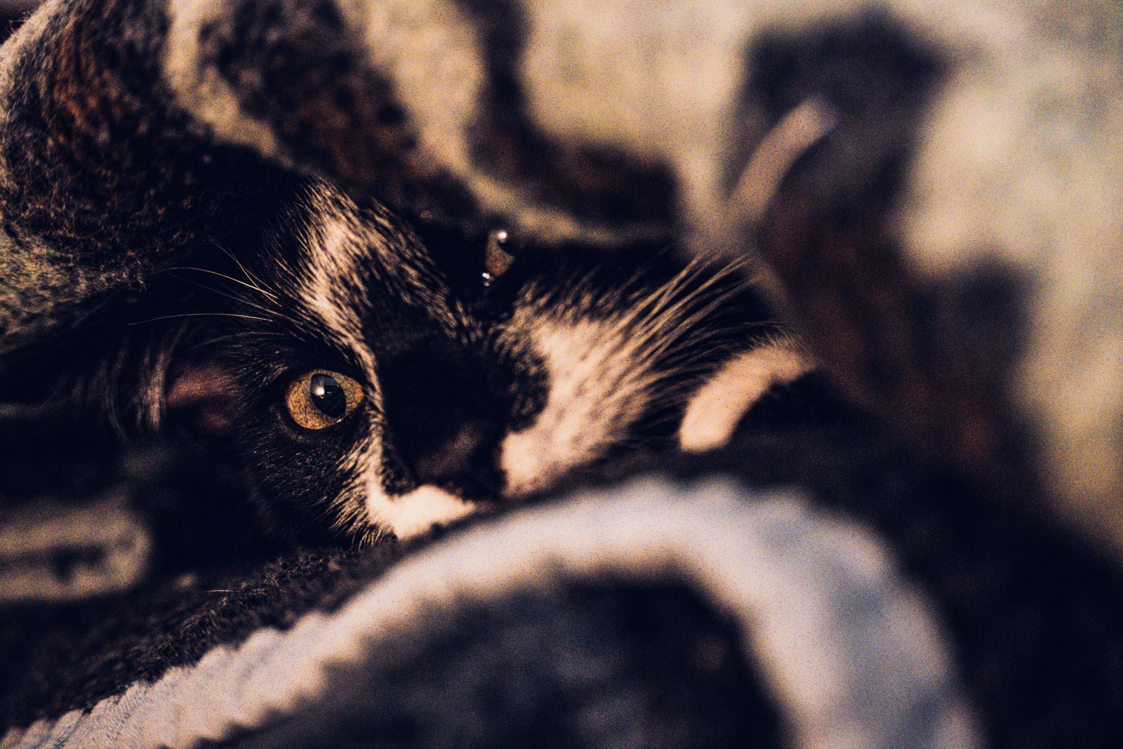 andrew wilde, animals, calm, cat, texture, warm light