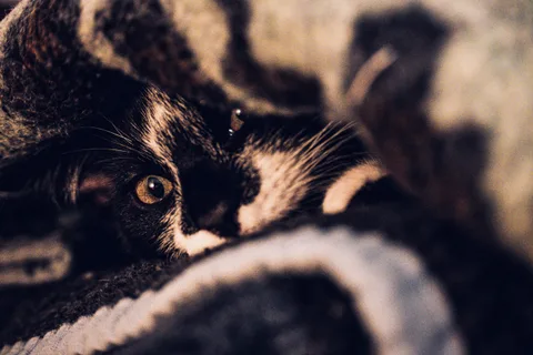 andrew wilde, animals, calm, cat, texture, warm light