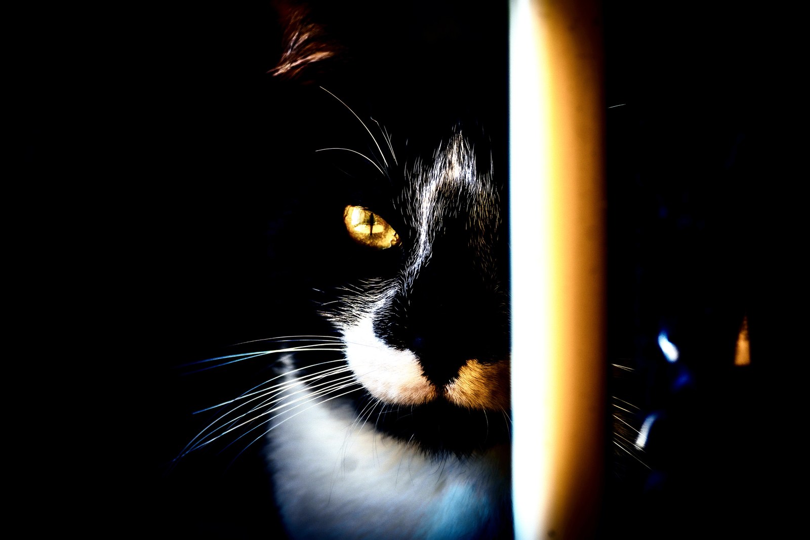 andrew wilde, animals, cat, silhouette, solitude, warm light