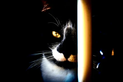 andrew wilde, animals, cat, silhouette, solitude, warm light