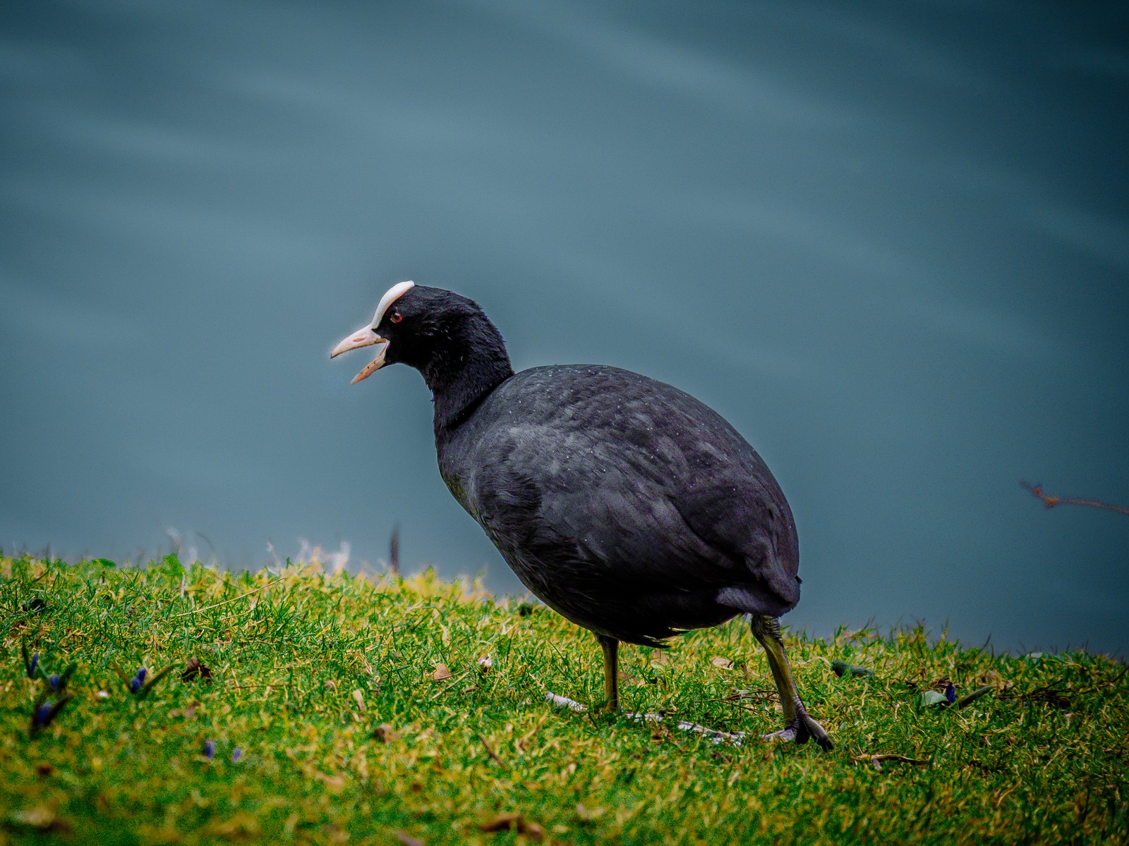 animals, bird, calm, muted colours, nature, texture, water