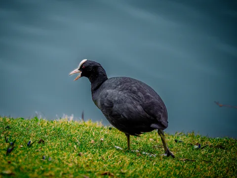 animals, bird, calm, muted colours, nature, texture, water