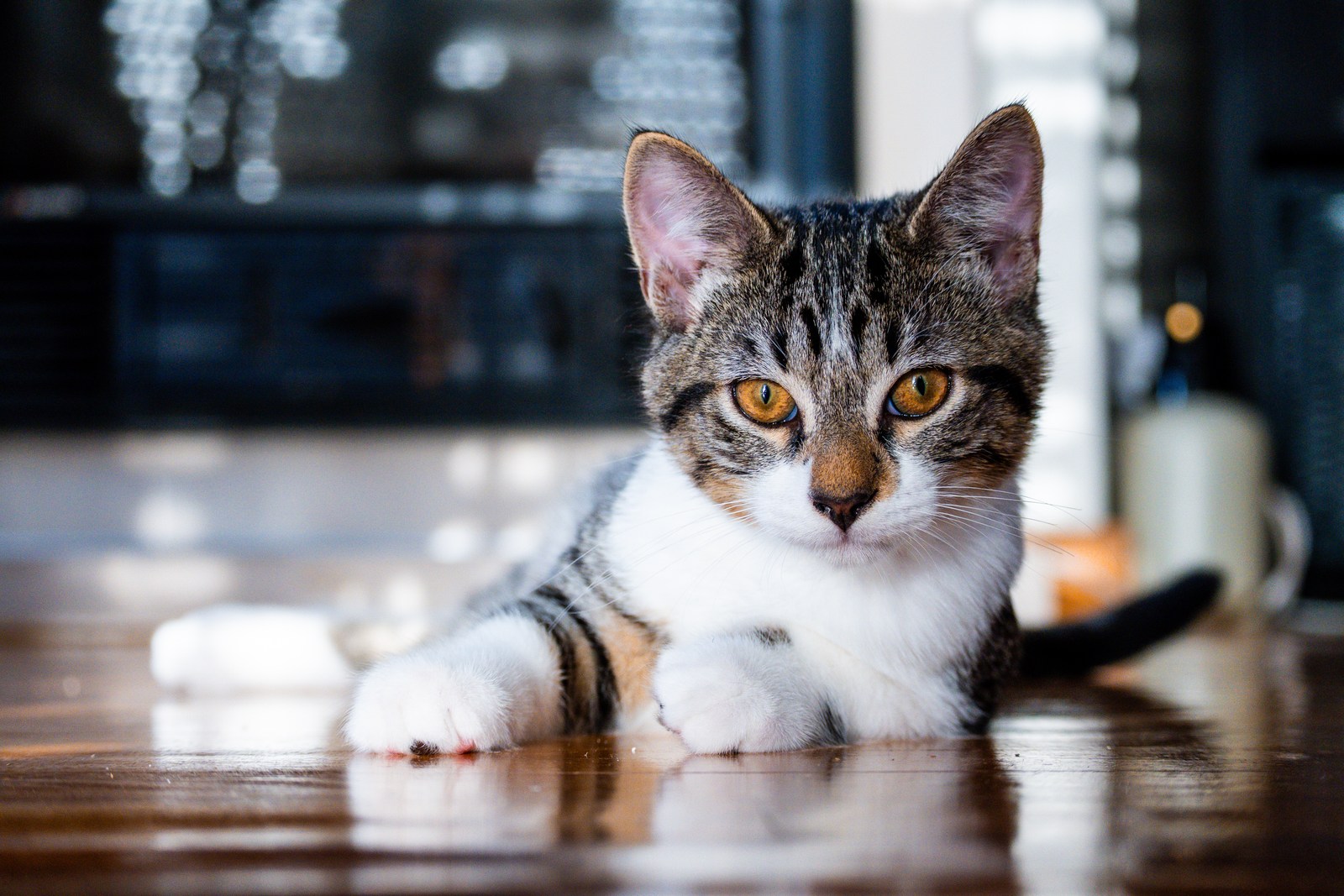 animals, calm, cat, mario wilde, reflection, texture, warm light