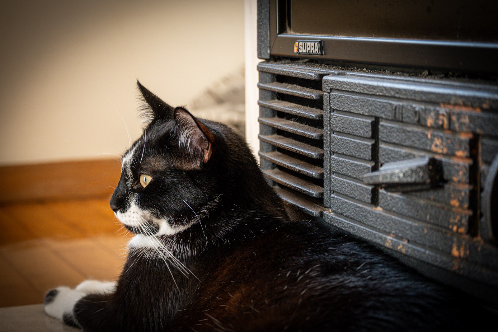 andrew wilde, animals, calm, cat, texture, warm light