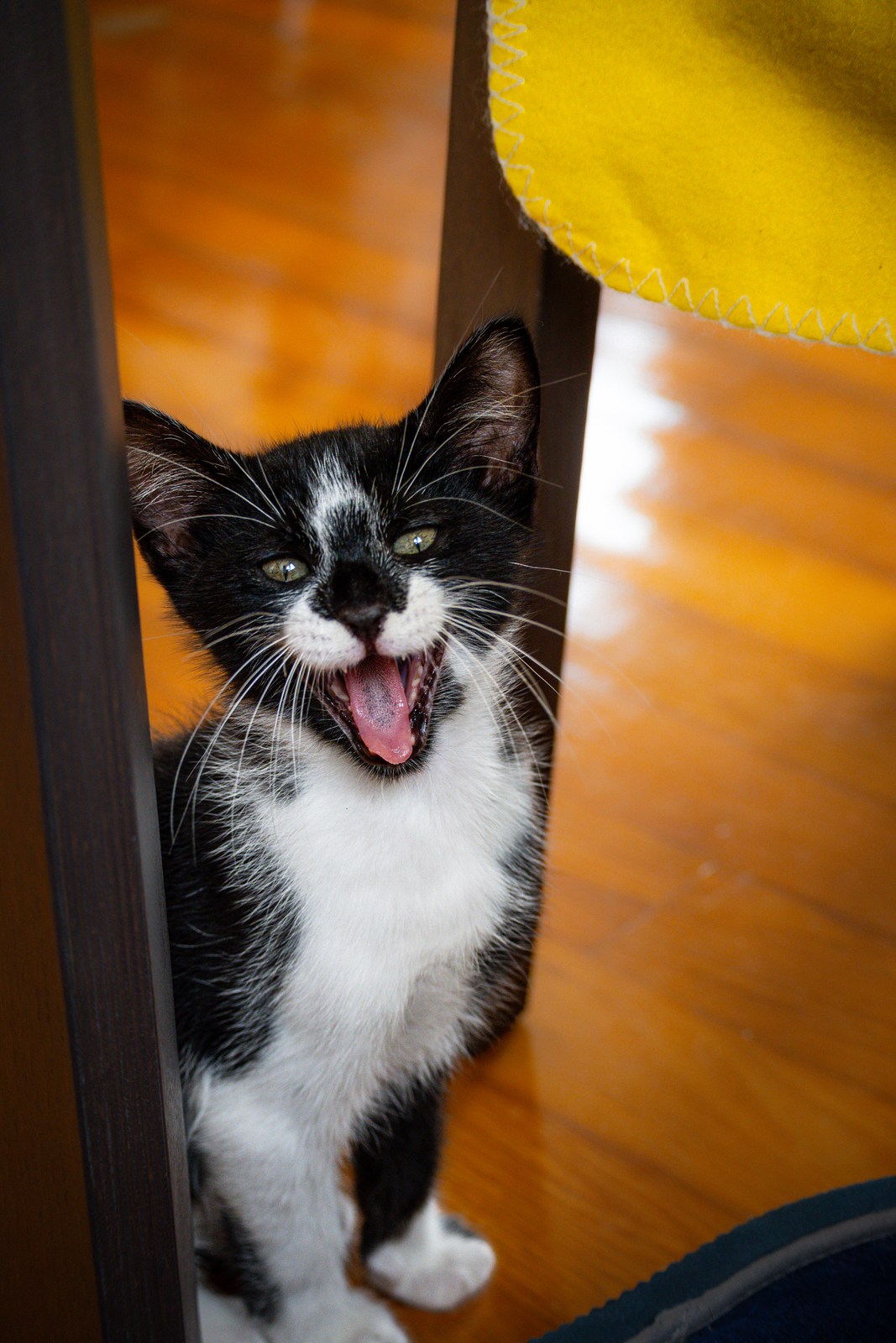 andrew wilde, animals, cat, playfulness, texture, warm light
