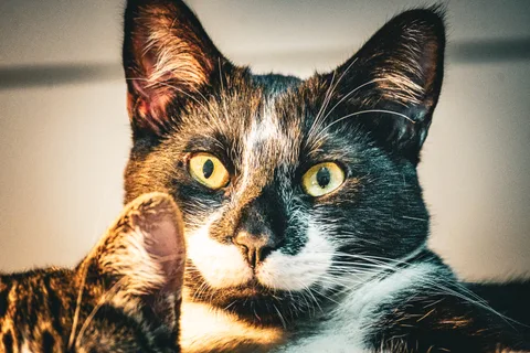 andrew wilde, animals, calm, cat, mario wilde, texture, warm light