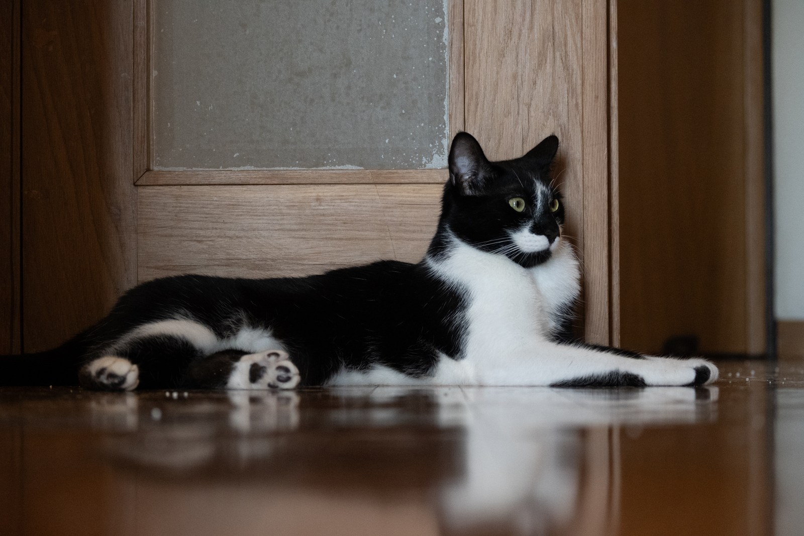 andrew wilde, animals, calm, cat, muted colours, reflection, texture