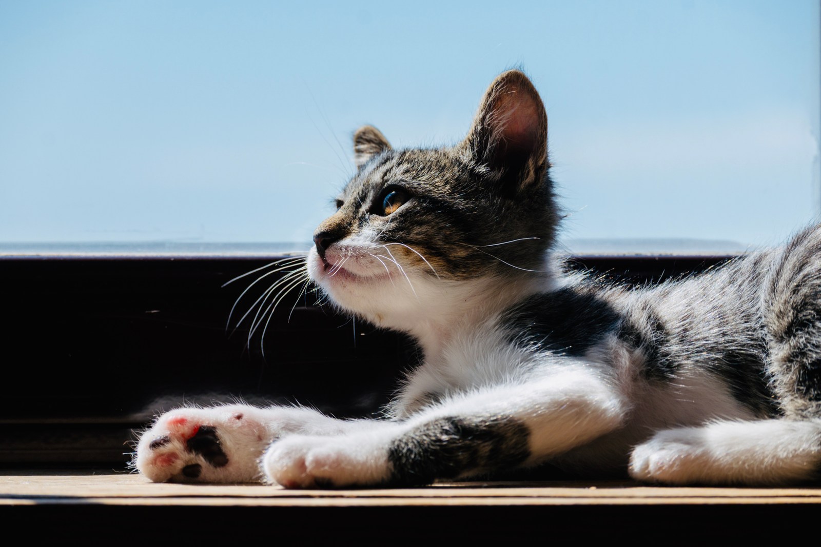 animals, calm, cat, mario wilde, warm light