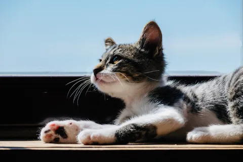 animals, calm, cat, mario wilde, warm light