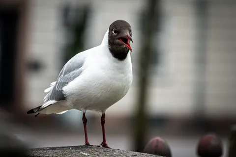 animals, bird, calm, muted colours, street, texture
