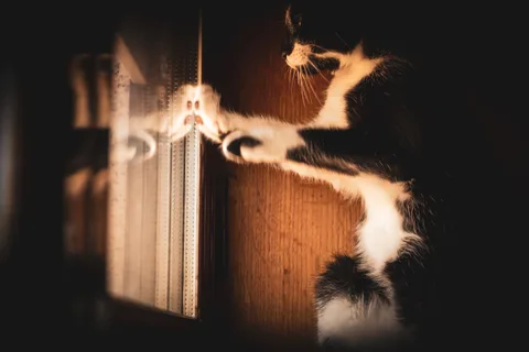 andrew wilde, animals, calm, cat, reflection, texture, warm light