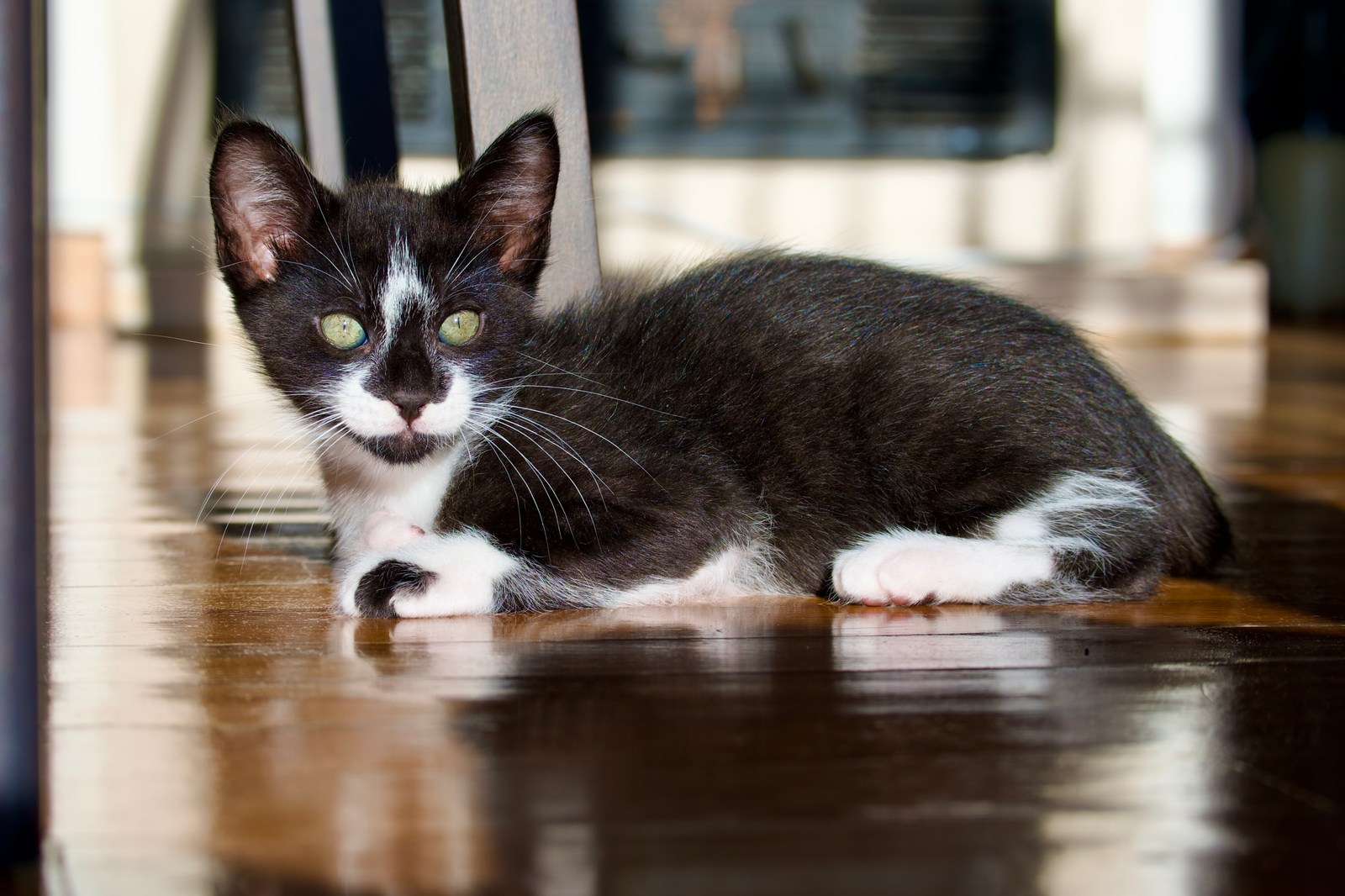 andrew wilde, animals, calm, cat, reflection, texture, warm light