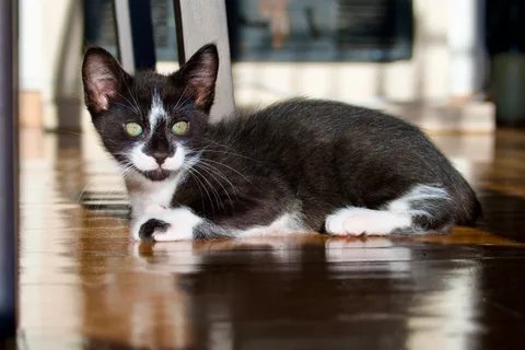 andrew wilde, animals, calm, cat, reflection, texture, warm light