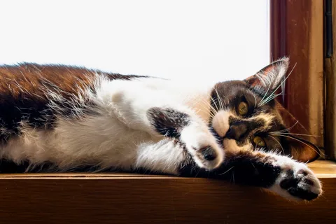 andrew wilde, animals, calm, cat, texture, warm light