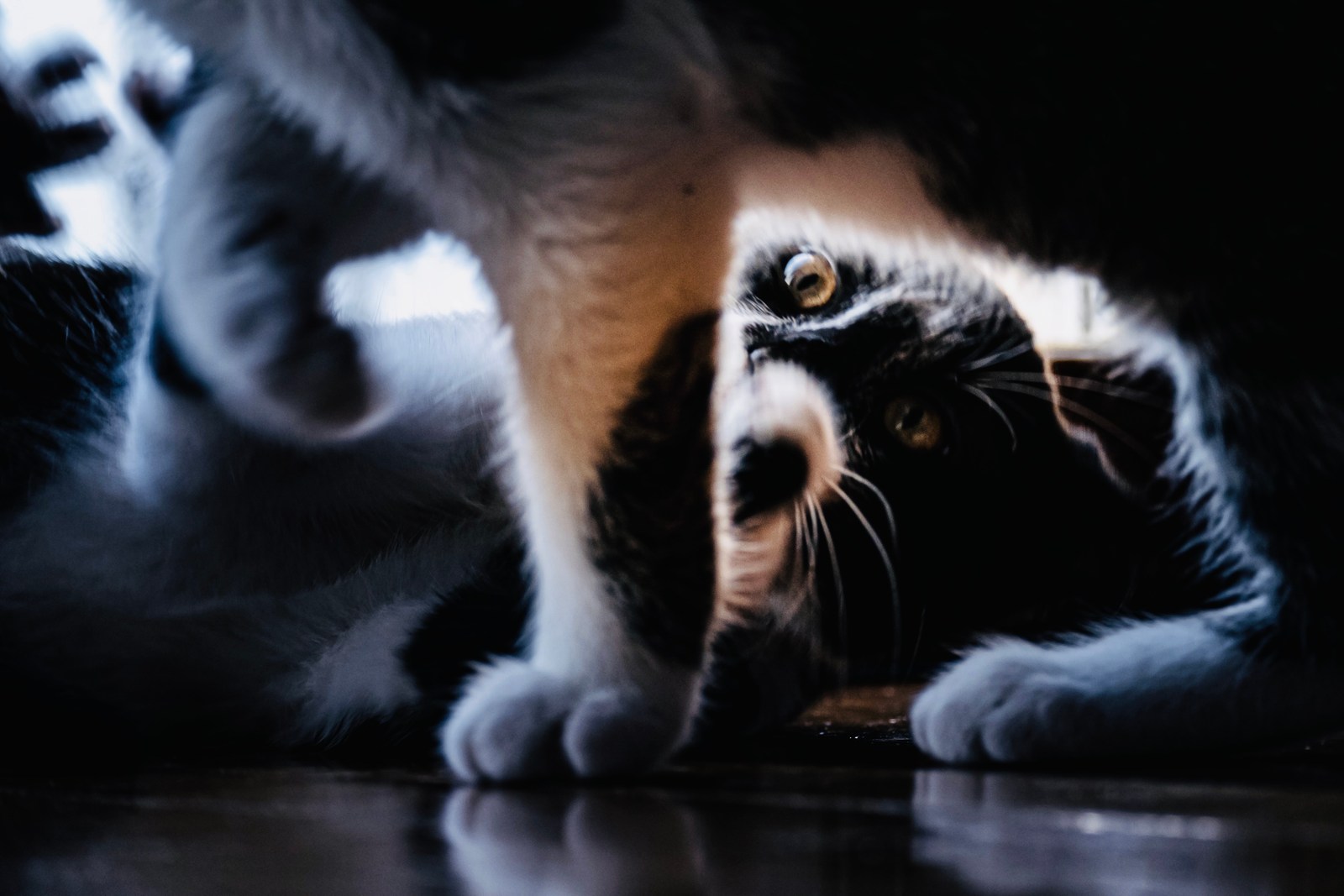andrew wilde, animals, cat, muted colours, playfulness, reflection, texture, warm light