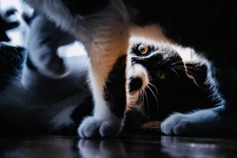 andrew wilde, animals, cat, muted colours, playfulness, reflection, texture, warm light