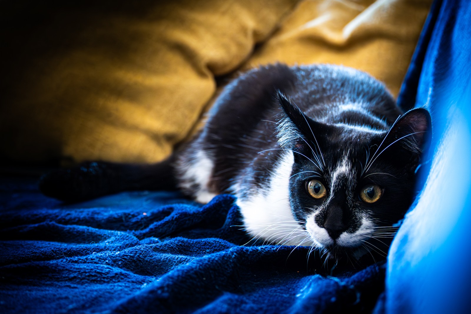andrew wilde, animals, cat, playfulness, texture, warm light