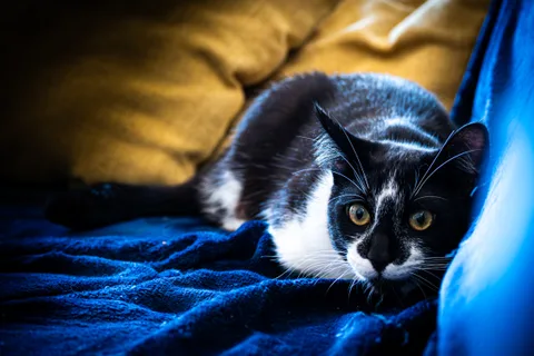 andrew wilde, animals, cat, playfulness, texture, warm light
