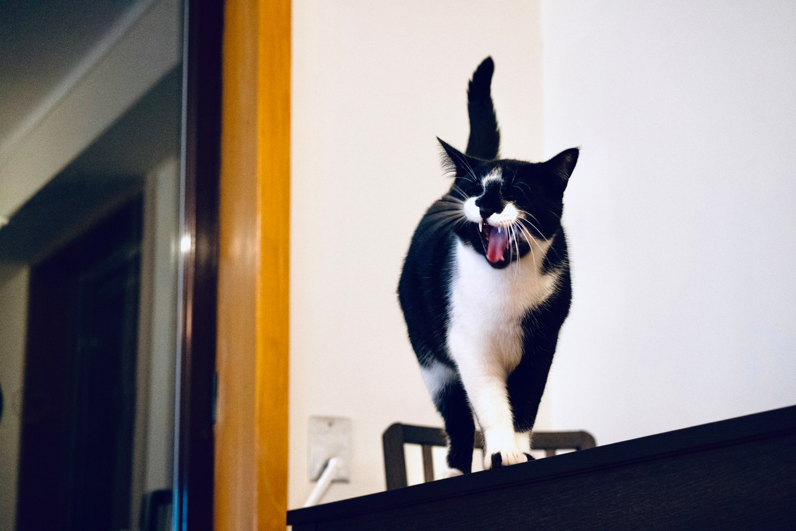 andrew wilde, animals, cat, motion, playfulness