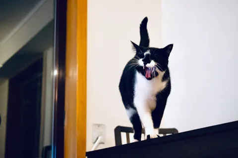 andrew wilde, animals, cat, motion, playfulness