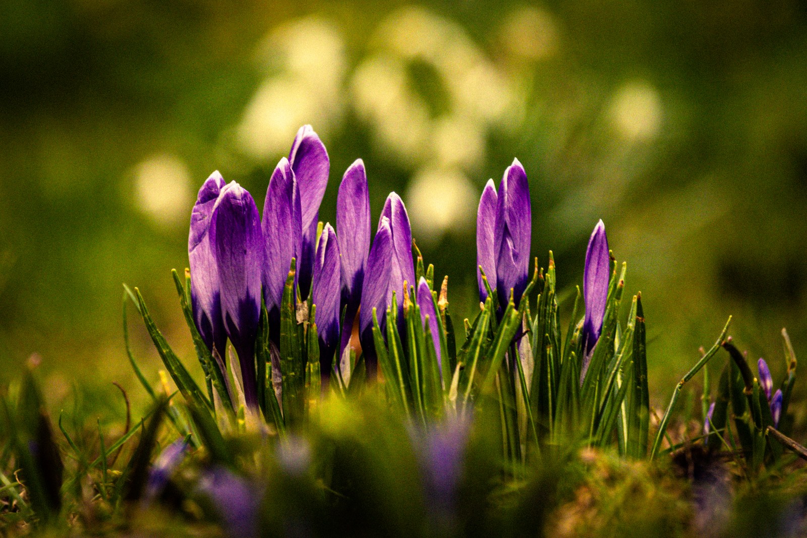 calm, flowers, muted colours, nature, texture, warm light