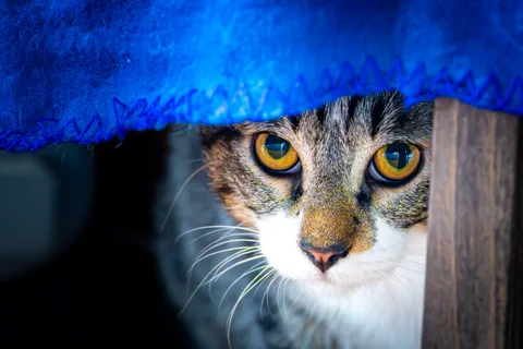 animals, calm, cat, mario wilde, texture, warm light