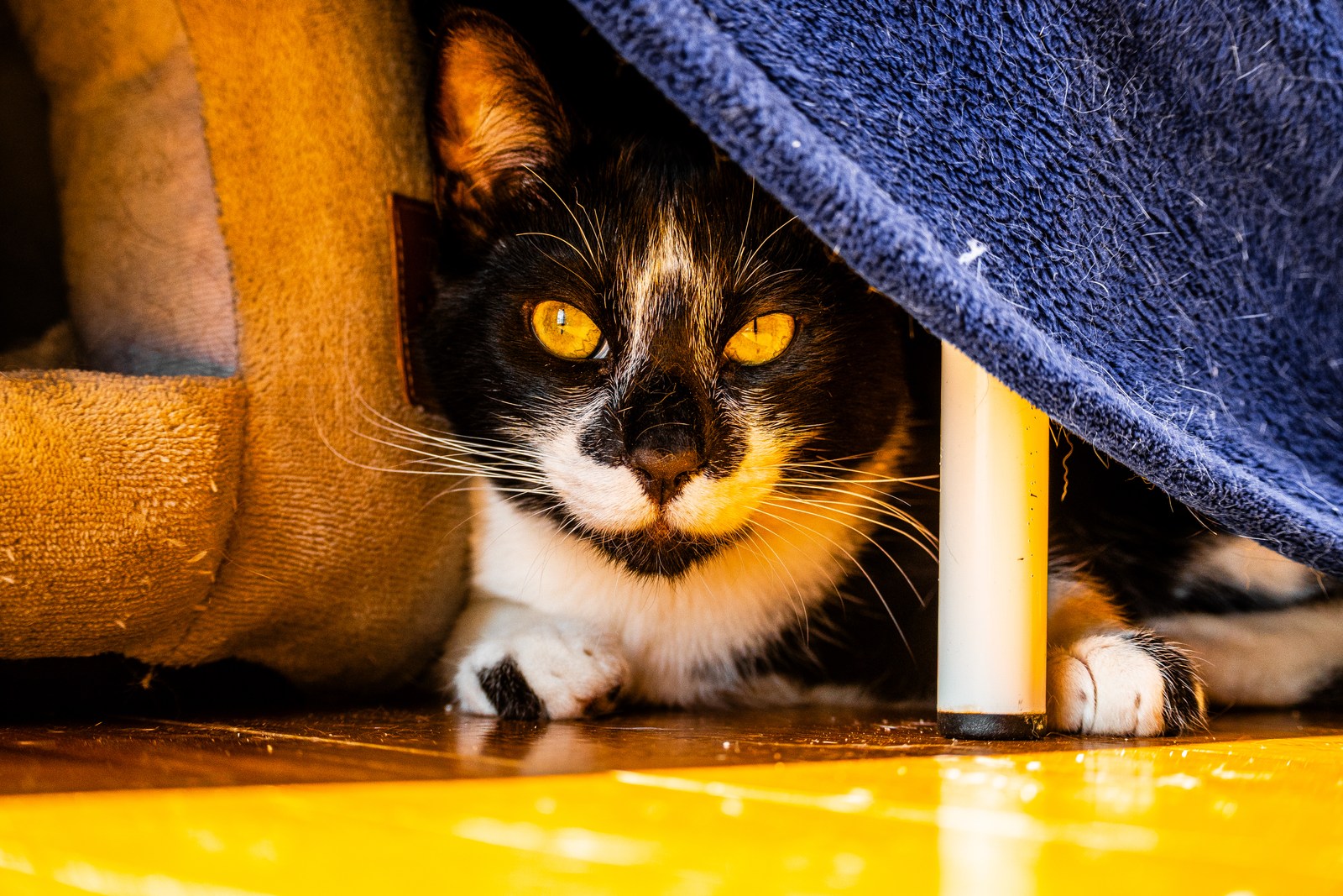 andrew wilde, animals, calm, cat, texture, warm light