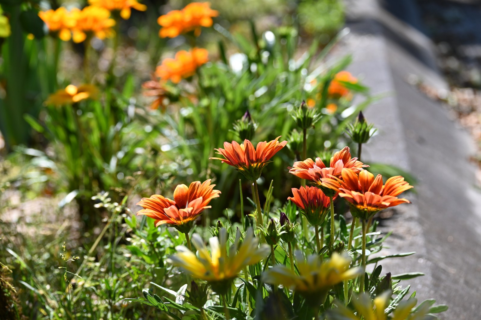 calm, flowers, nature, texture, warm light