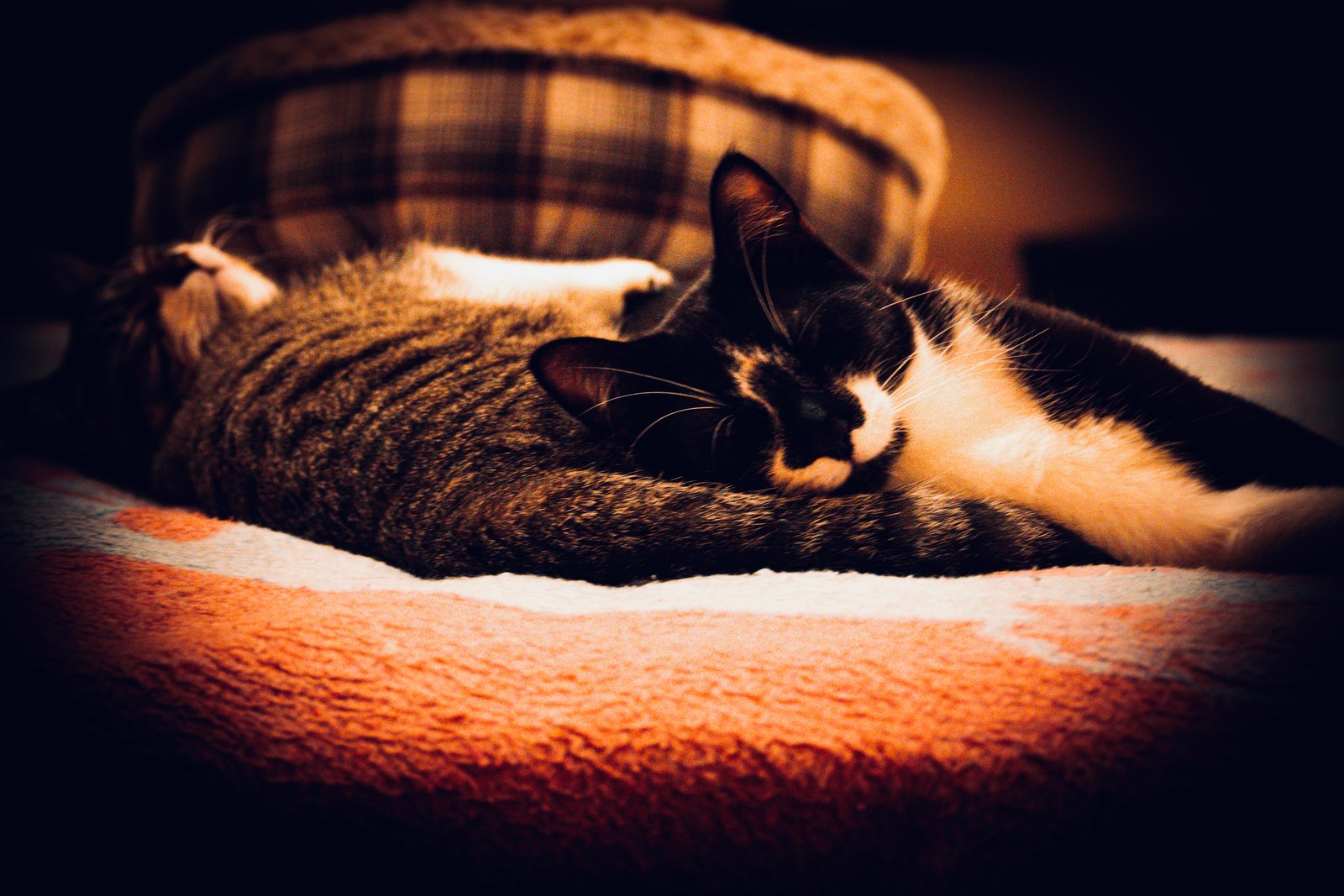 andrew wilde, animals, calm, cat, mario wilde, texture, warm light