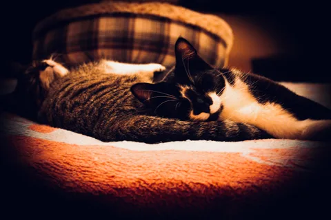 andrew wilde, animals, calm, cat, mario wilde, texture, warm light