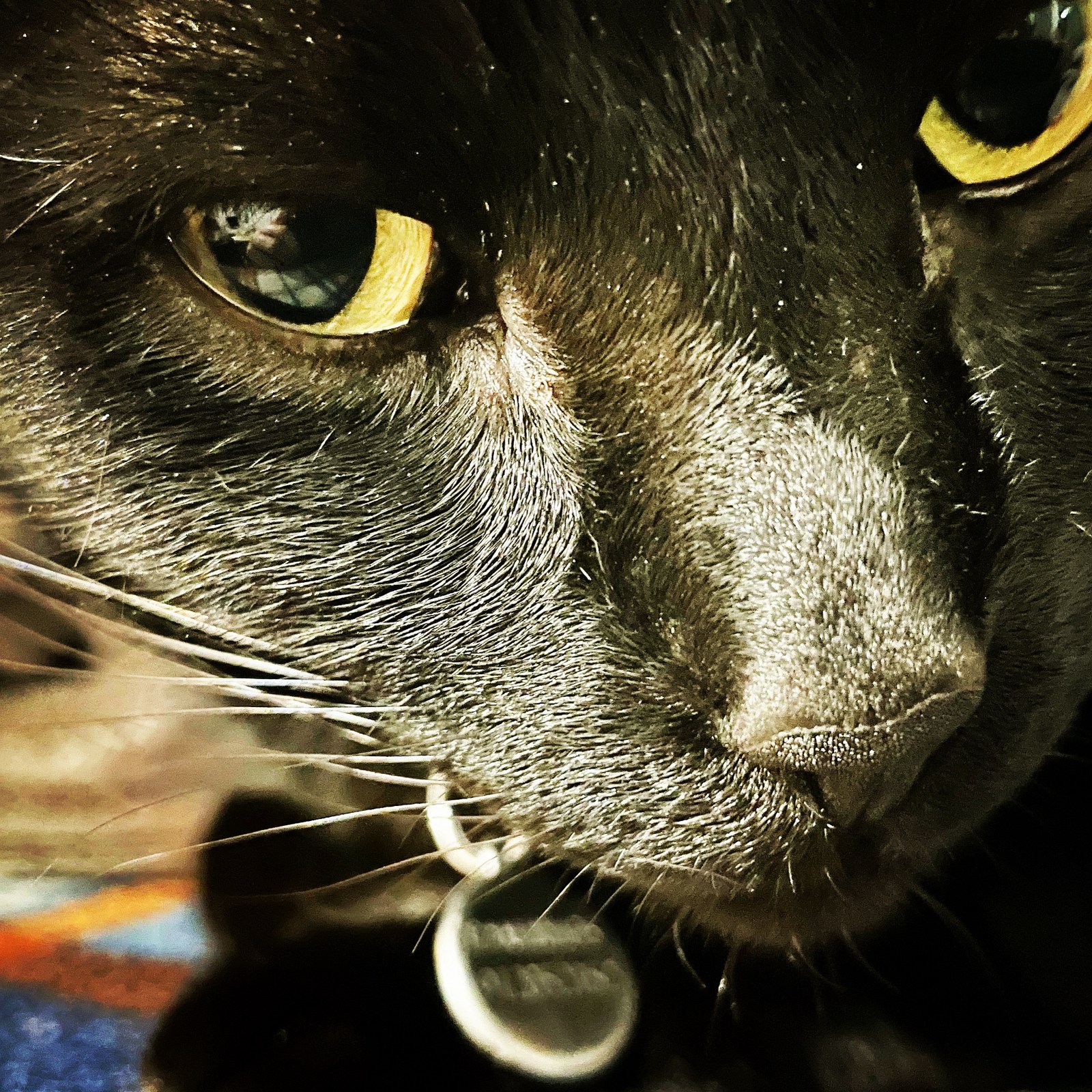 animals, calm, cat, texture, warm light